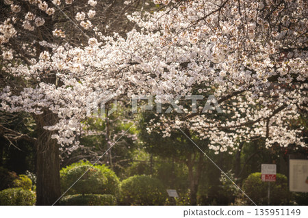 Cherry Blossoms in Nakano Ward / Tetsugakudo Park Cherry Blossoms in Nakano Ward / Tetsugakudo Park 135951149