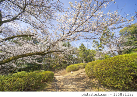 中野區/鐵岳堂公園的櫻花 中野區/鐵岳堂公園的櫻花 135951152