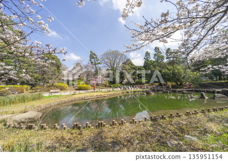 Cherry Blossoms in Nakano Ward / Tetsugakudo Park Cherry Blossoms in Nakano Ward / Tetsugakudo Park 135951154