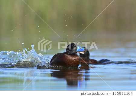 Lake Duck in Pampas Lagoon environment, La Pampa Province, Patagonia , Argentina. 135951164