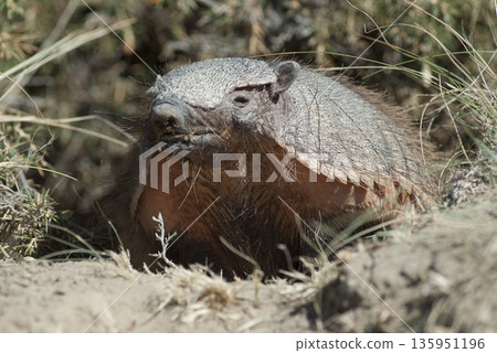 Hairy Armadillo, in desert environment, Peninsula Valdes, Patagonia, Argentina Hairy Armadillo, in desert environment, Peninsula Valdes, Patagonia, Argentina 135951196