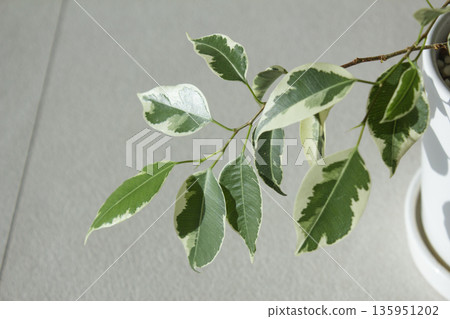 Close-up of patterned benjamin leaves. 135951202