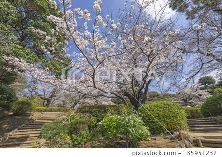 Cherry Blossoms in Nakano Ward / Tetsugakudo Park Cherry Blossoms in Nakano Ward / Tetsugakudo Park 135951232