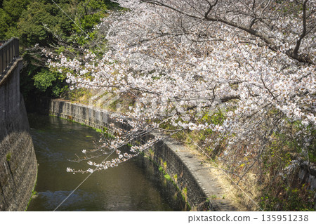 Cherry Blossoms in Nakano Ward / Tetsugakudo Park Cherry Blossoms in Nakano Ward / Tetsugakudo Park 135951238