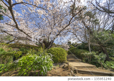 Cherry Blossoms in Nakano Ward / Tetsugakudo Park Cherry Blossoms in Nakano Ward / Tetsugakudo Park 135951240