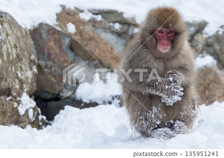 Snow Monkeys ~ Jigokudani Monkey Park ~ (Yamanouchi Town, Nagano Prefecture) Snow Monkeys ~ Jigokudani Monkey Park ~ (Yamanouchi Town, Nagano Prefecture) 135951241