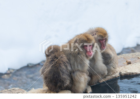 雪猴 ~ 地獄谷猴園 ~ (長野縣山之內町) 135951242