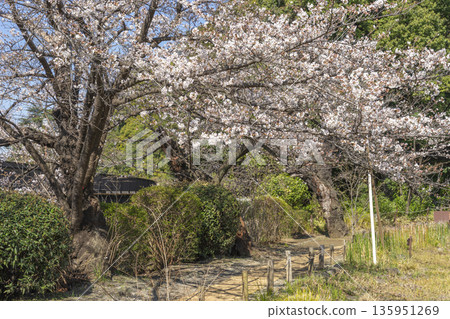 Cherry Blossoms in Nakano Ward / Tetsugakudo Park 135951269