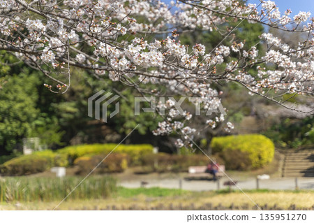 Cherry Blossoms in Nakano Ward / Tetsugakudo Park Cherry Blossoms in Nakano Ward / Tetsugakudo Park 135951270