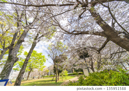 中野區櫻花 / 本鄉歡樂公園 中野區櫻花 / 本鄉歡樂公園 135951588