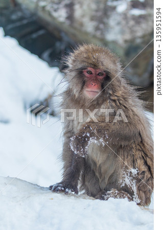 Snow Monkeys ~ Jigokudani Monkey Park ~ (Yamanouchi Town, Nagano Prefecture) Snow Monkeys ~ Jigokudani Monkey Park ~ (Yamanouchi Town, Nagano Prefecture) 135951594