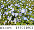Nemophila, a blue flower that blooms in spring 135951603