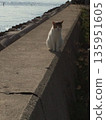Stray cat standing on the breakwater 135951605