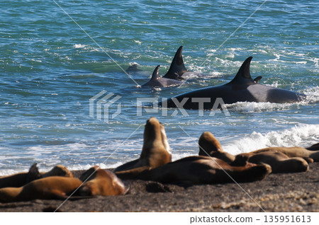 Orca family hunting sea lions on the paragonian coast, Patagonia, Argentina Orca family hunting sea lions on the paragonian coast, Patagonia, Argentina 135951613
