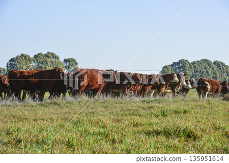 Countryside landscape with cows grazing, La Pampa, Argentina Countryside landscape with cows grazing, La Pampa, Argentina 135951614