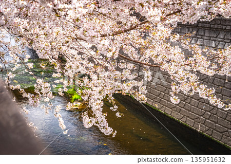 Cherry blossoms at Myoshojikawa River in Nakano Ward 135951632