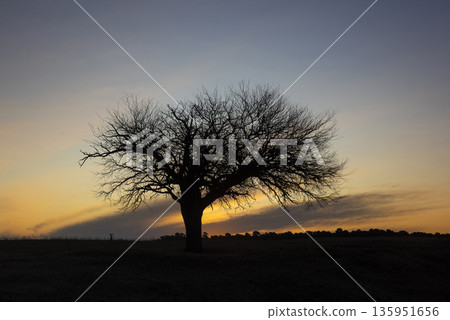 Flowered field in the Pampas Plain, La Pampa Province, Patagonia, Argentina. Flowered field in the Pampas Plain, La Pampa Province, Patagonia, Argentina. 135951656