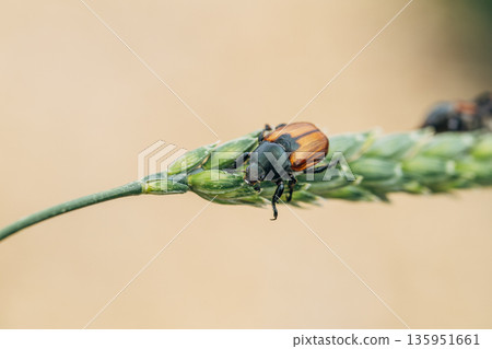 Beetle pest of grain crops, Kuzka, sits on a ripe ear of wheat Beetle pest of grain crops, Kuzka, sits on a ripe ear of wheat 135951661