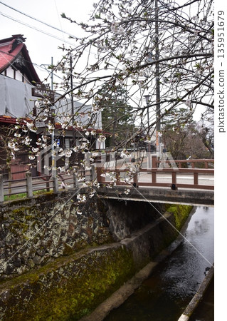 Old townscape of Takayama City, Gifu Prefecture, Japan. Old houses exuding a sense of history. Morning scene during the Takayama Spring Festival. A stream running through the city. 135951679