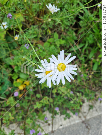 bloom, blossom, chrysanthemum 135951754