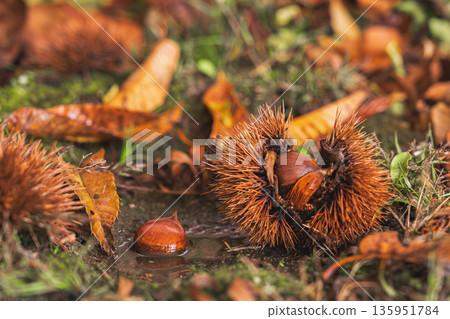 深秋時節,地上散落著栗子,五彩斑斕的落葉點綴其間。 深秋時節,地上散落著栗子,五彩斑斕的落葉點綴其間。 135951784