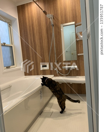 Curious cat peering into the bath 135951787