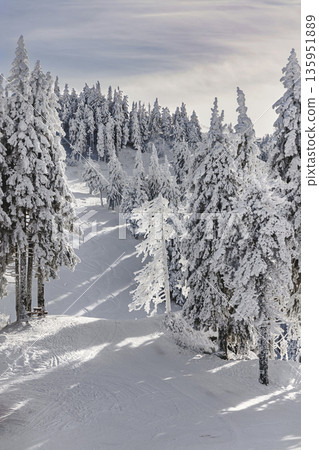 Snow-covered forest in Carpathian Mountains, Romania Snow-covered forest in Carpathian Mountains, Romania 135951889