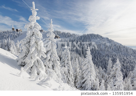 Snow-covered forest in Carpathian Mountains, Romania Snow-covered forest in Carpathian Mountains, Romania 135951954