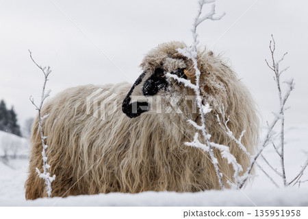 Sheep in winter landscape, rural countryside in cold weather Sheep in winter landscape, rural countryside in cold weather 135951958