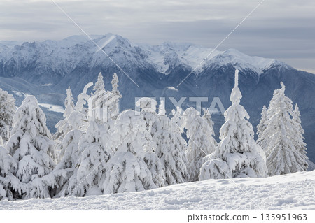 Snow-covered forest in Carpathian Mountains, Romania Snow-covered forest in Carpathian Mountains, Romania 135951963