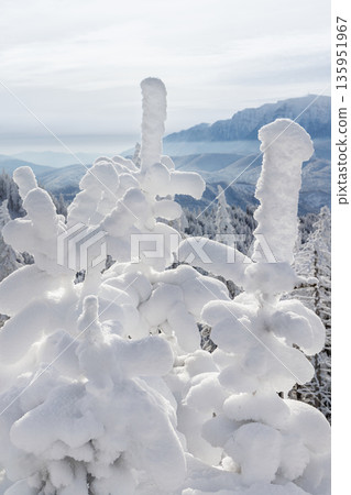 Snow-covered trees after frost in Carpathian Mountains, Romania Snow-covered trees after frost in Carpathian Mountains, Romania 135951967