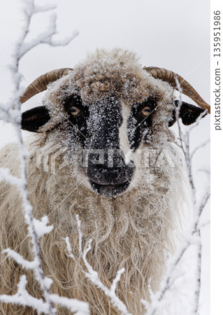 Sheep in winter landscape, rural countryside in cold weather Sheep in winter landscape, rural countryside in cold weather 135951986