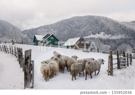 Sheep herd in snowy mountain village, Carpathians, Romania Sheep herd in snowy mountain village, Carpathians, Romania 135952036