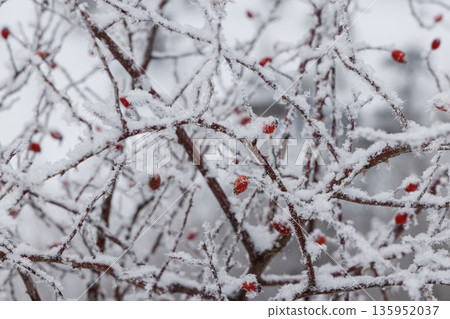 Background with red rose hips covered with snow winter postcard Background with red rose hips covered with snow winter postcard 135952037
