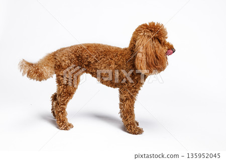 Red Miniature poodle is photographed in the studio with a white background. Red Miniature poodle is photographed in the studio with a white background. 135952045