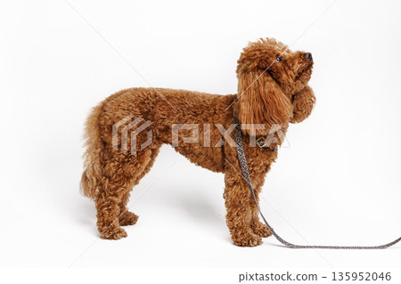 Red Miniature poodle is photographed in the studio with a white background. Red Miniature poodle is photographed in the studio with a white background. 135952046