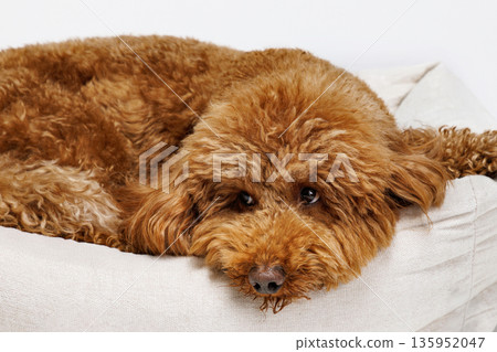 Red Miniature poodle. Portrait on white background. 135952047