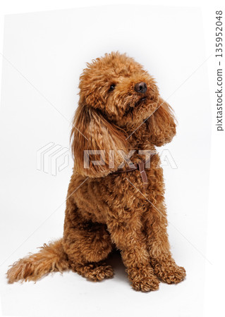 Red Miniature poodle is photographed in the studio with a white background. Red Miniature poodle is photographed in the studio with a white background. 135952048