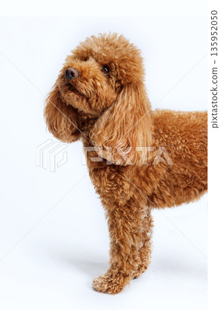 Red Miniature poodle is photographed in the studio with a white background. 135952050