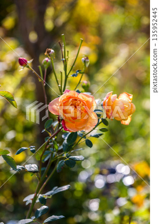 Close-up of garden rose Lady of Shalott 135952445