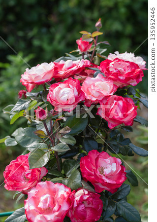 Close-up of Nostalgia's hybrid tea rose in the garden Close-up of Nostalgia's hybrid tea rose in the garden 135952446