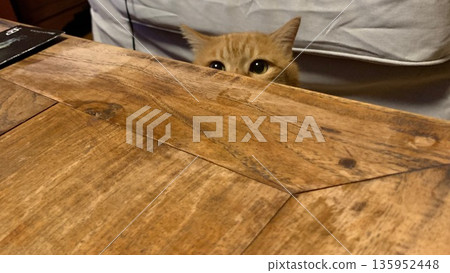 一隻棕色虎斑貓從桌子對面探出頭來 一隻棕色虎斑貓從桌子對面探出頭來 135952448