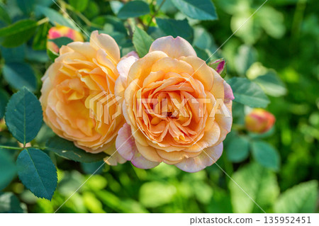 Close-up of garden rose Lady of Shalott Close-up of garden rose Lady of Shalott 135952451