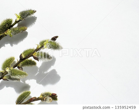 willow twigs on a white background 135952459