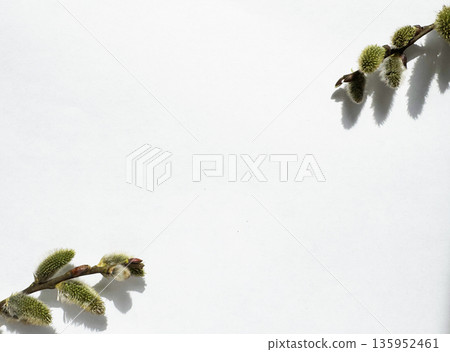 willow twigs on a white background 135952461