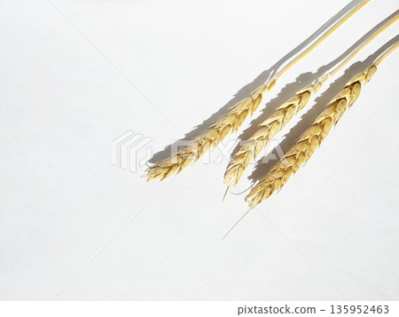 rye ears on a white background rye ears on a white background 135952463