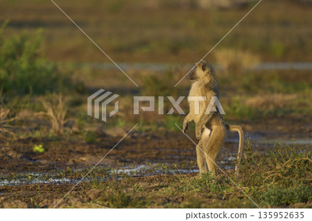 Yellow Baboon standing Yellow Baboon standing 135952635