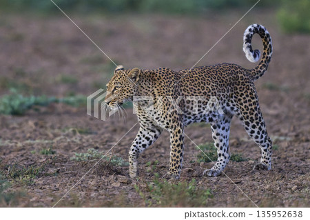 Female Leopard Female Leopard 135952638