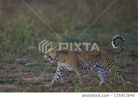 Female Leopard Female Leopard 135952640