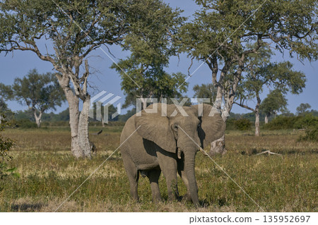 Bull African Elephant Bull African Elephant 135952697